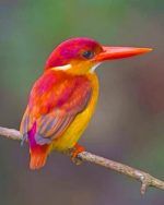 Rufous Backed Kingfisher paint by numbers
