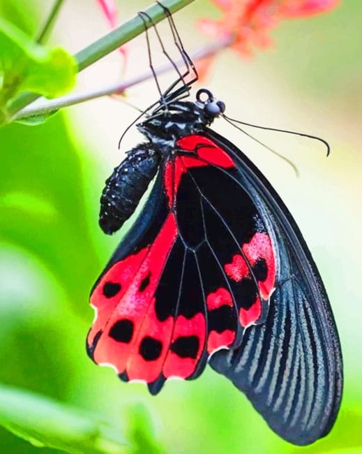 Scarlet Swallowtail Butterfly Paint By Numbers