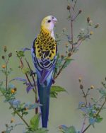 Pale Headed Rosella Paint By Numbers