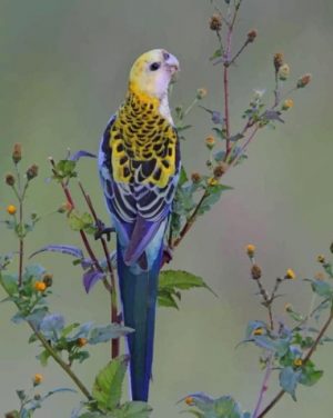 Pale Headed Rosella Paint By Numbers