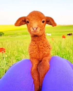 Brown Lamb Paint By Numbers