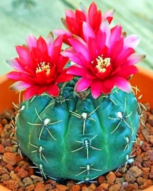 Flowers Cactus Paint By Numbers