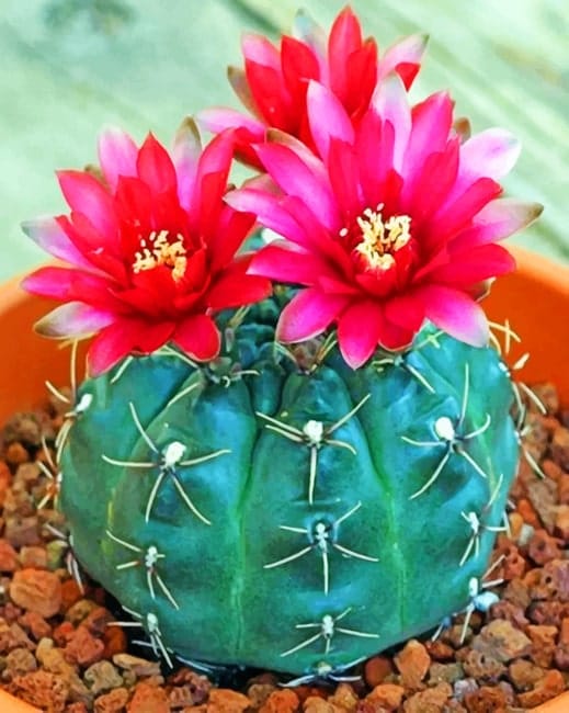 Flowers Cactus Paint By Numbers