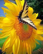 Swallowtail On Sunflower Paint By Numbers