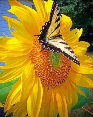 Swallowtail On Sunflower Paint By Numbers