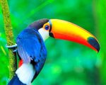 Toucan Bird Paint By Numbers