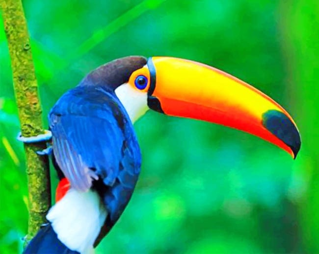 Toucan Bird Paint By Numbers