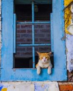 Cat In Window Paint By Numbers