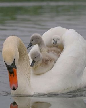 Swan Family Paint By Numbers