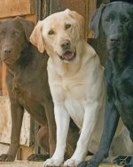Labrador Dogs paint by numbers