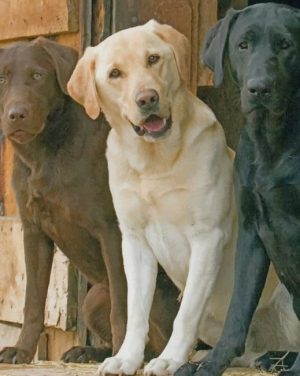 Labrador Dogs paint by numbers
