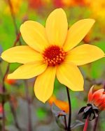 Yellow Dahlia Bishop Paint by numbers