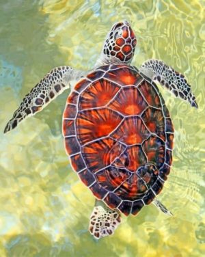 Sea Turtle Paint By Numbers