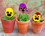 Pansy Plants Pots Paint By Numbers