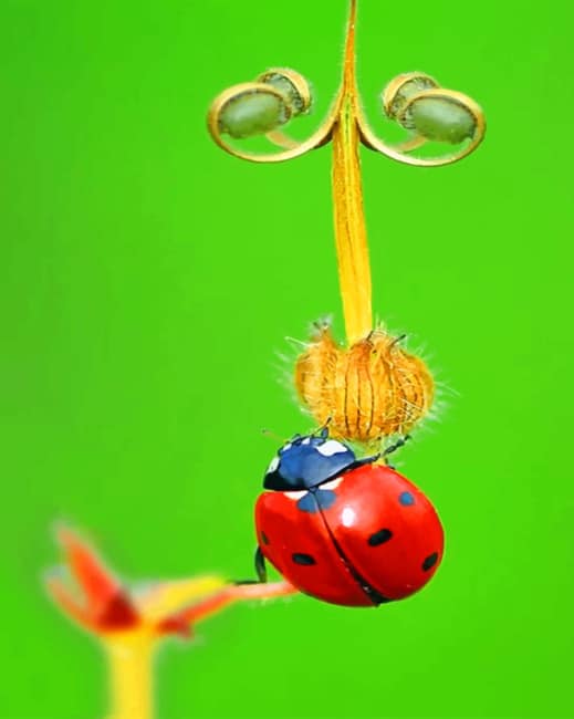 Ladybug Insect Paint By Numbers