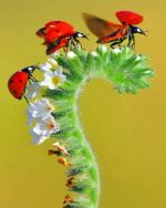 Ladybugs Insects Paint by Numbers