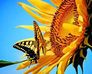 Butterfly And Sunflower Paint by Numbers