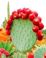 Aesthetic Cactus Paint by numbers