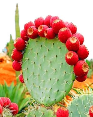 Aesthetic Cactus Paint by numbers