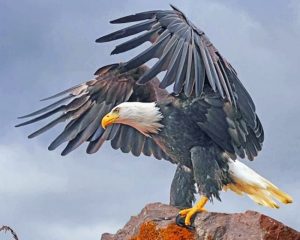 Bald Eagle Bird Paint By Numbers