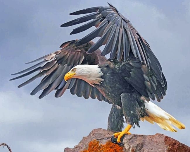 Bald Eagle Bird Paint By Numbers