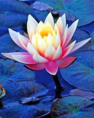 Lotus Water Plant Paint By Numbers