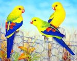 Regent Parrot Paint By Numbers