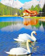 Swans In Lake Paint By Numbers