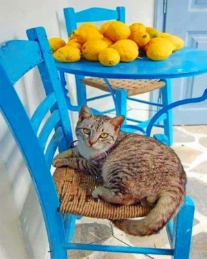 Cat On Chair Paint By Numbers