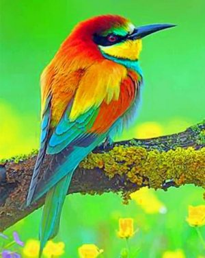 European Bee Eater Paint By Numbers