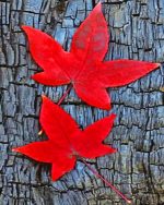 Red Fall Leaves Paint By Numbers