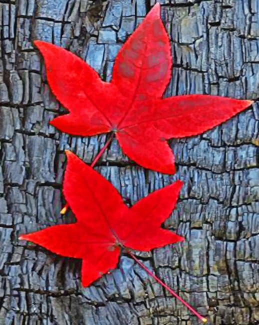 Red Fall Leaves Paint By Numbers