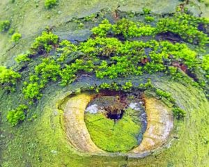 Nature Mother Eye Paint By Numbers