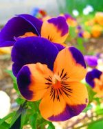 Orange And Purples Flower Paint By Numbers