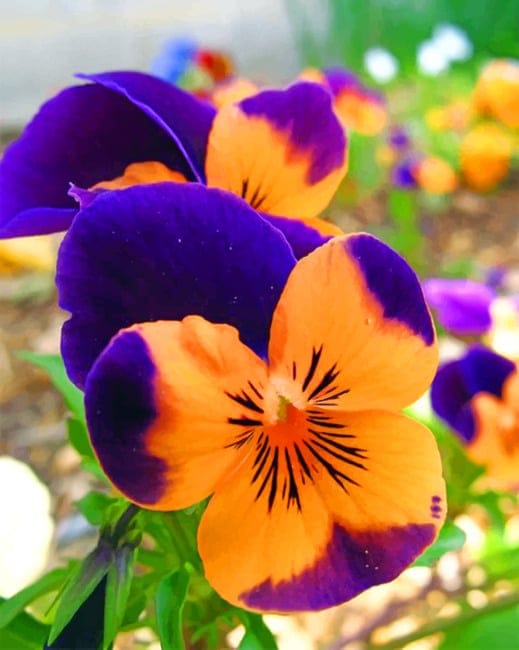 Orange And Purples Flower Paint By Numbers