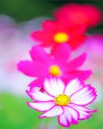 Pink Flowers Paint By Numbers