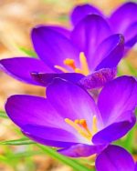 Crocus Plants Paint By Numbers