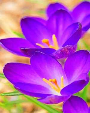 Crocus Plants Paint By Numbers