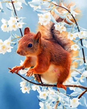 Red Squirrel Paint By Numbers
