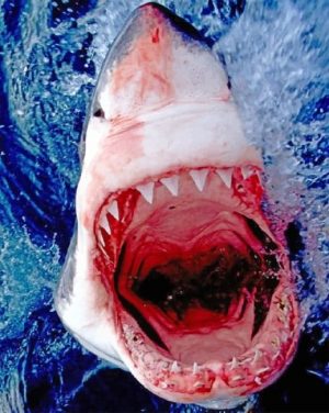 Great White Shark Paint By Numbers