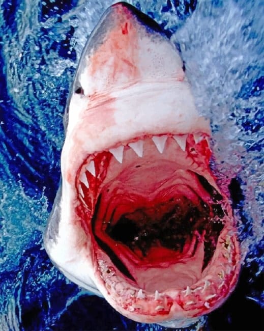 Great White Shark Paint By Numbers
