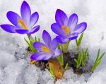 Crocus Snow Paint By Numbers
