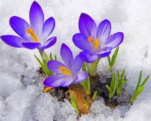 Crocus Snow Paint By Numbers