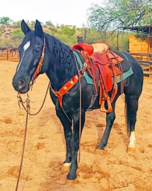 Western Black Horse Paint by numbers