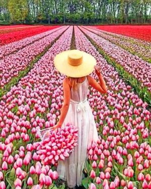 Woman In Pink Tulips Field Paint By Numbers