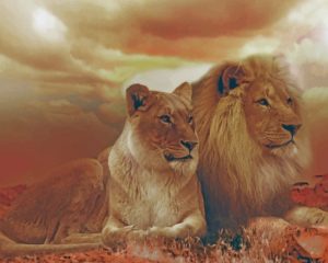 Lion Couple Paint By Numbers