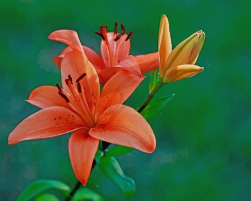 Orange Lily Flower Paint By Numbers
