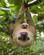 Sloth Baby And Mother Paint By Numbers