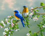 Spring Bluebirds Paint By Numbers