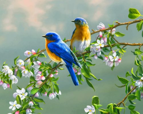 Spring Bluebirds Paint By Numbers